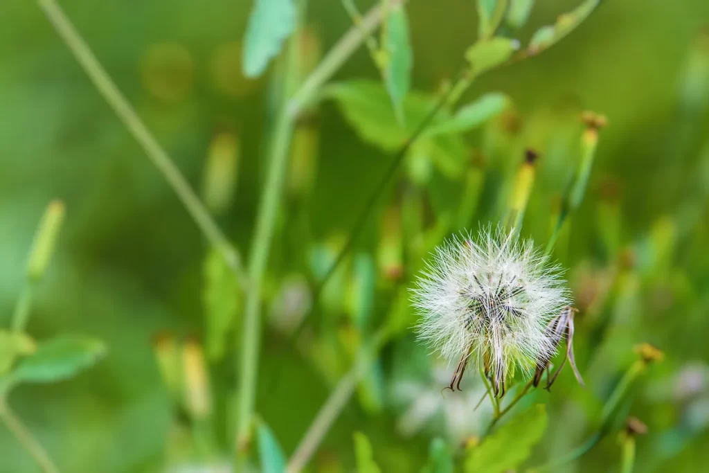 Fotografia autoral em close-up de um dente-de-leão em destaque contra um fundo verde suavemente desfocado, enfatizando suas sementes delicadas e simétricas.