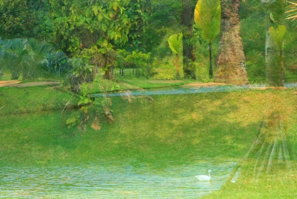 Fotografia com foco suave em vegetação tropical no Museu Inhotim, destacando tons de verde vibrante, texturas de folhas e o reflexo suave da luz solar entre as plantas.