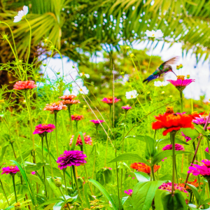 Fotografia autoral de Ricardo Laf capturando um beija-flor em pleno voo sobre flores coloridas, com foco nítido e congelamento preciso do movimento.