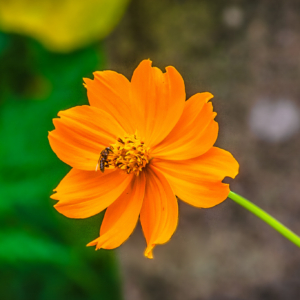 Fotografia autoral de Ricardo Laf em estilo macro mostrando uma flor Cosmos-laranja em destaque com uma abelha coletando pólen, contra um fundo verde desfocado.