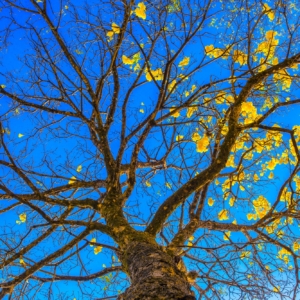 Fotografia autoral de Ricardo Laf mostrando os galhos floridos de um ipê-amarelo recortando um céu azul intenso e límpido.