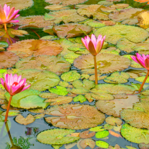 Fotografia autoral de Ricardo Laf mostrando flores de lótus cor-de-rosa emergindo entre grandes folhas de vitória-régia em um espelho d'água.