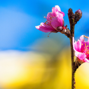 Fotografia autoral de Ricardo Laf em estilo macro mostrando uma flor de pêssego rosa em destaque em um galho, contra um fundo azul suave e desfocado.
