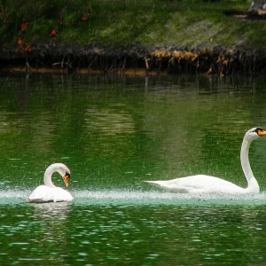 Composição fotográfica de Ricardo Laf apresentando dois cisnes brancos sobre a água, criando um reflexo simétrico que reforça a profundidade da cena.