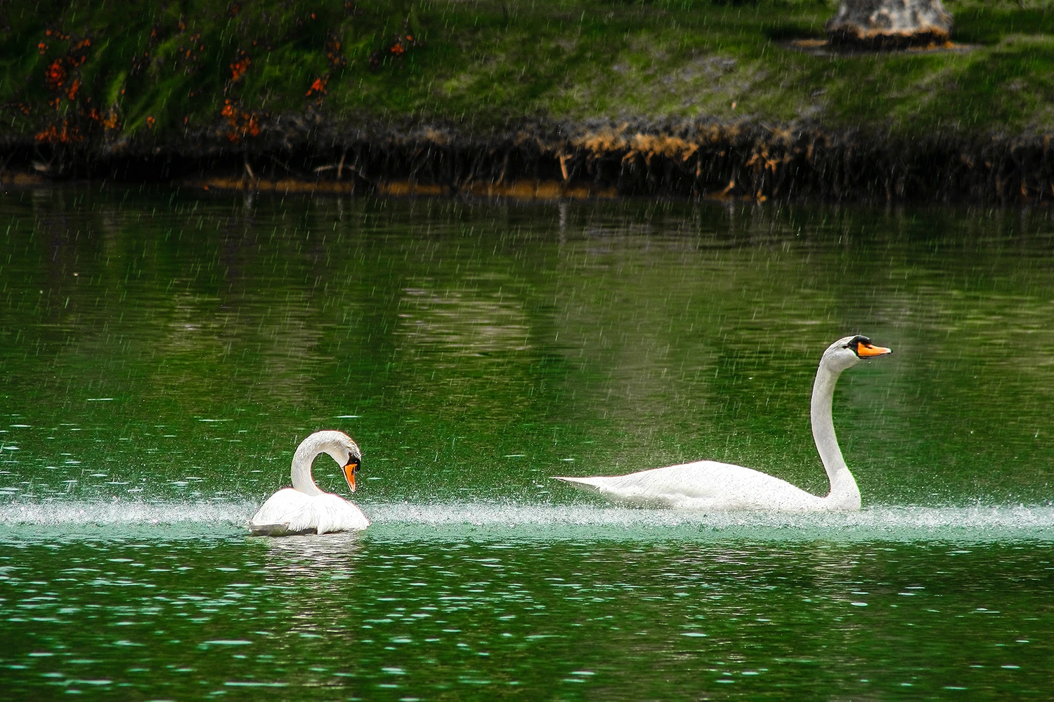 Cisnes no lago