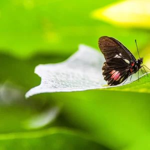 Fotografia autoral de Ricardo Laf capturando uma borboleta da espécie Coração-de-Gado pousada sobre a vegetação, destacando o contraste entre o preto e o verde.