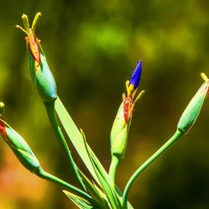 Fotografia macro de uma Íris-caminhante em Lagoa Santa, capturada por Ricardo Laf, destacando os botões florais em tons de verde e azul contra um fundo desfocado.