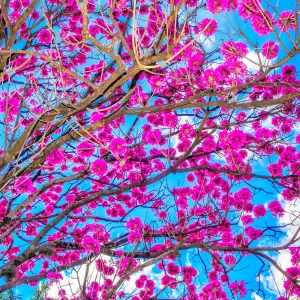 Fotografia autoral de Ricardo Laf mostrando um detalhe vibrante de um Ipê Roxo em plena floração contra um céu azul límpido na região da Pampulha, Belo Horizonte.