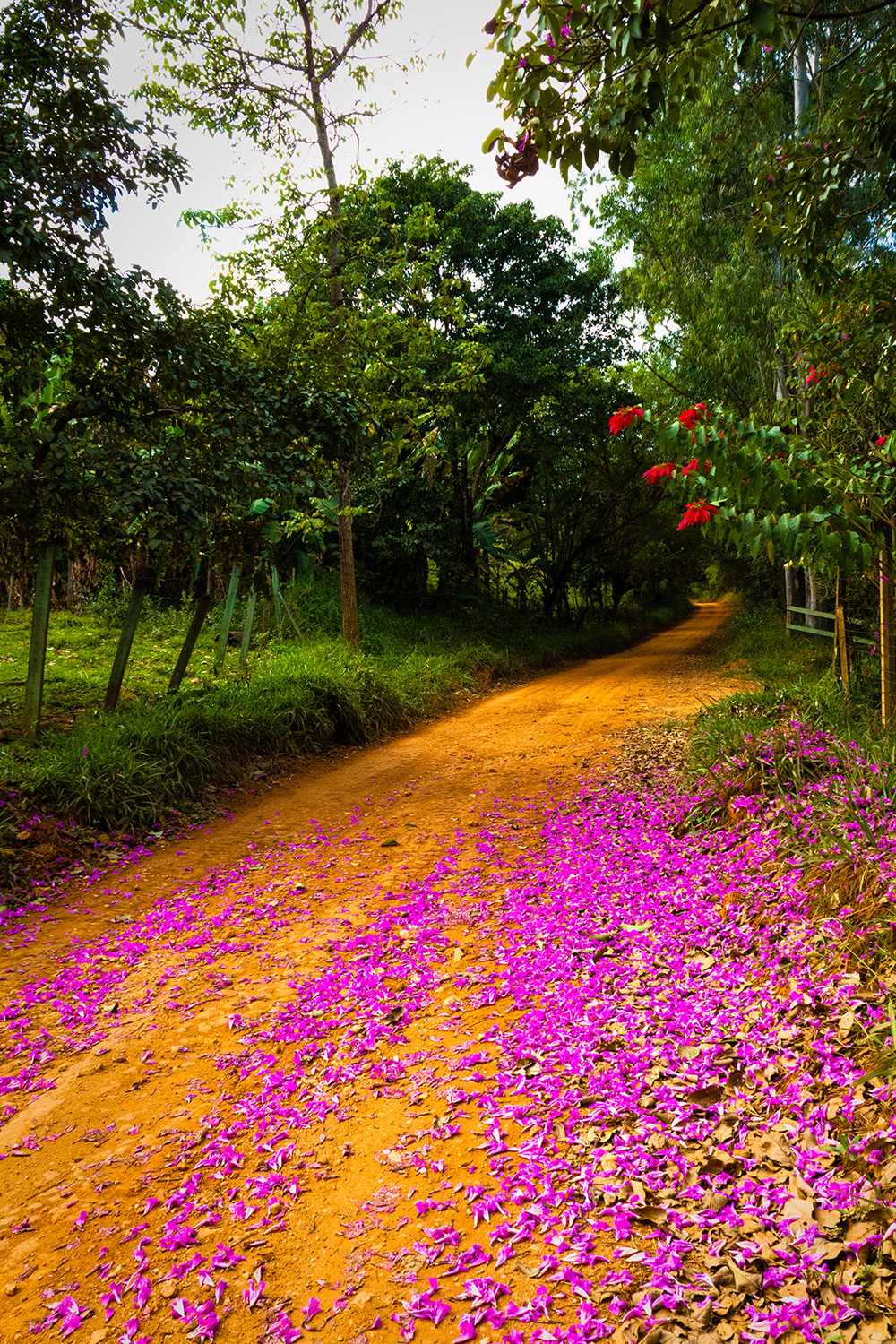 Estrada do início do sertão - Lagoa Santa, MG