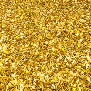 Fotografia detalhada de Ricardo Laf capturando um tapete de folhas secas em tons dourados e ocres que cobrem o solo em Lagoa Santa, MG.