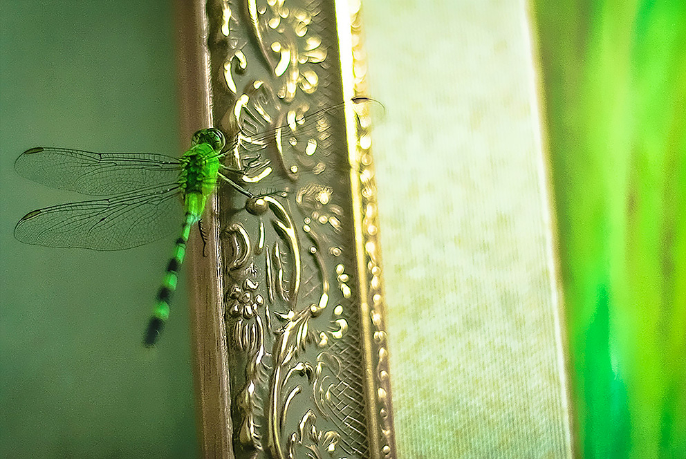 Foto de Ricardo Laf em macro mostrando uma libélula verde pousada sobre uma superfície dourada e reflexiva.