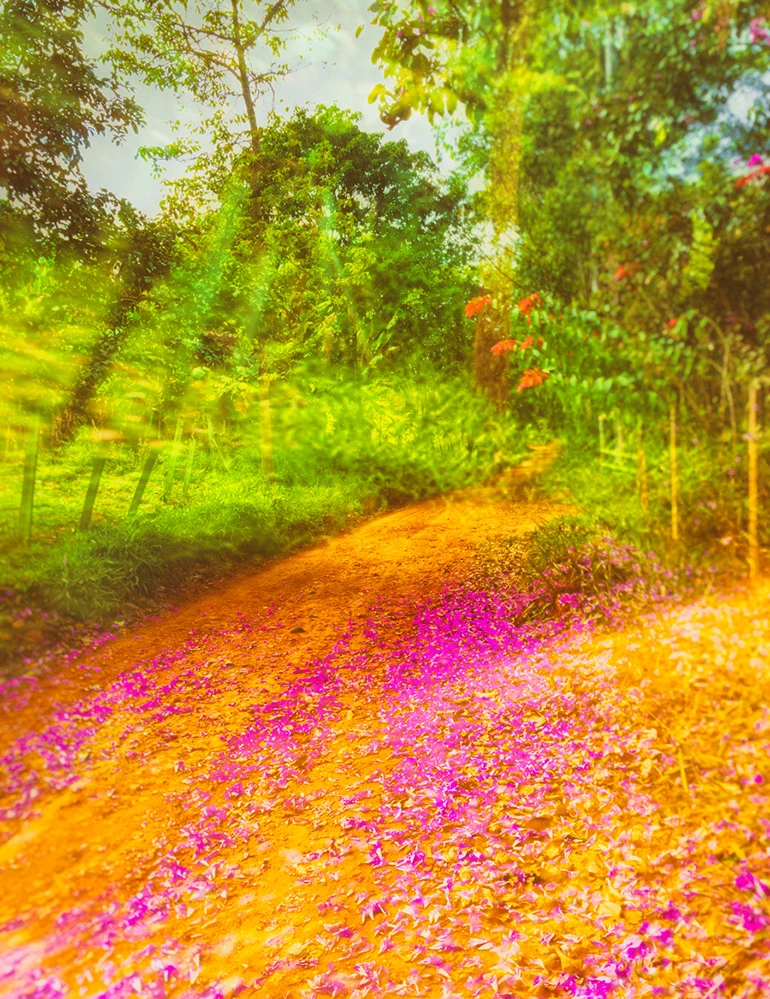 Fotografia colorida de uma estrada de terra em Lagoa Santa, Minas Gerais, margeada por flores rosas vibrantes e vegetação verde sob a luz do sol.