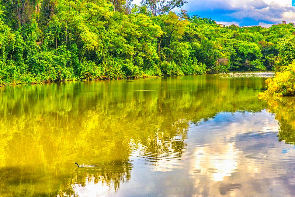 Vista panorâmica do espelho d'água da Lagoa do Nado, em Belo Horizonte, refletindo a densa vegetação verde das margens sob um céu claro.