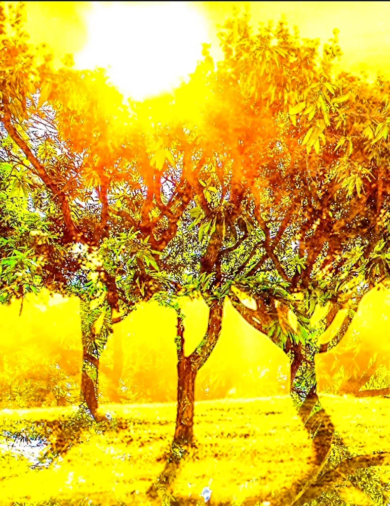 Fotografia de Ricardo Laf mostrando uma árvore com floração amarela intensa sob luz solar forte, criando um efeito de alta luminosidade e cores vibrantes.
