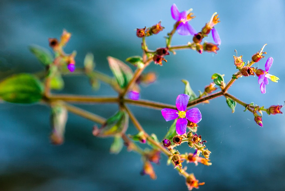 Fotografia macro de Ricardo Laf capturando uma pequena flor do campo com pétalas roxas e detalhes em amarelo, destacando os ramos e botões contra um fundo azulado.