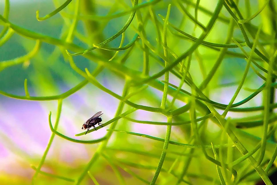Fotografia macro de Ricardo Laf mostrando uma mosca em detalhe, pousada sobre caules verdes e finos de uma planta, com um fundo verde suavemente desfocado.