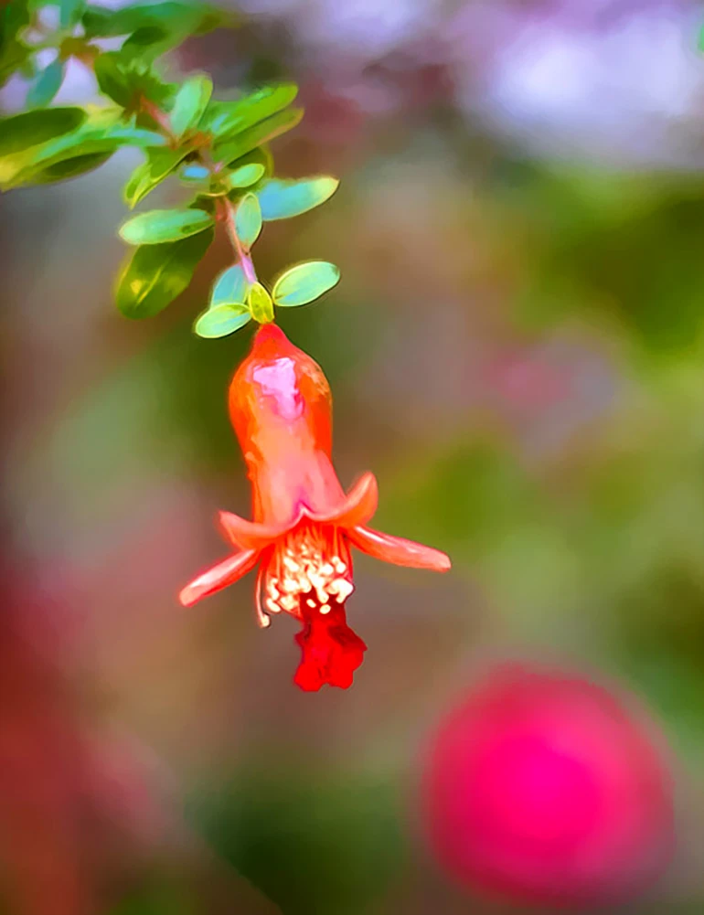 Fotografia macro de Ricardo Laf capturando uma flor de mini romã em tons de vermelho e laranja, destacando os detalhes das pétalas e estames contra um fundo verde desfocado.