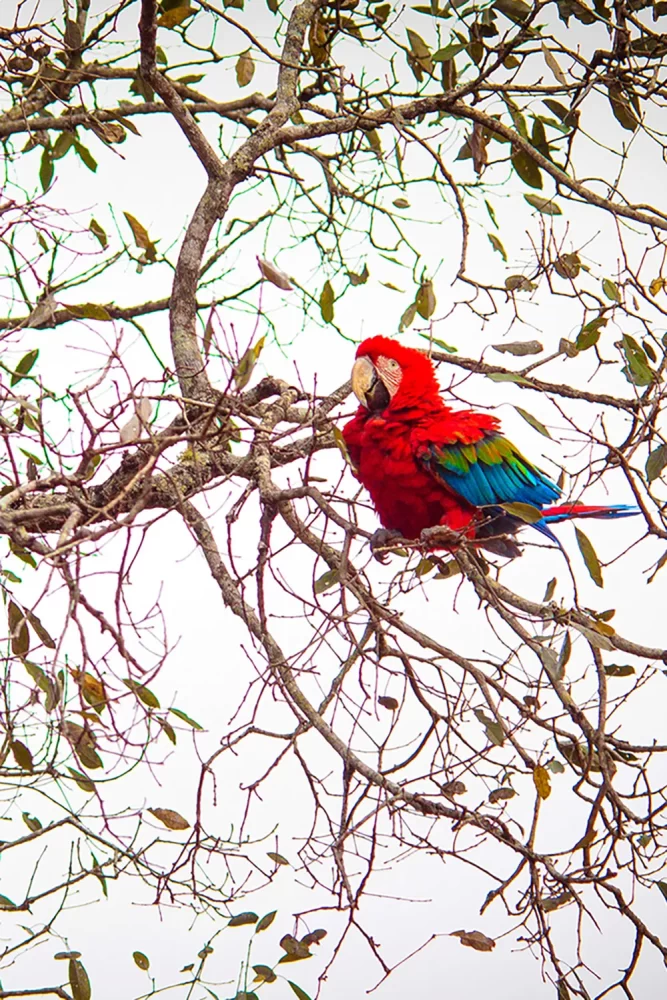 Registro de uma arara vermelha em um galho, fotografada por Ricardo Laf.