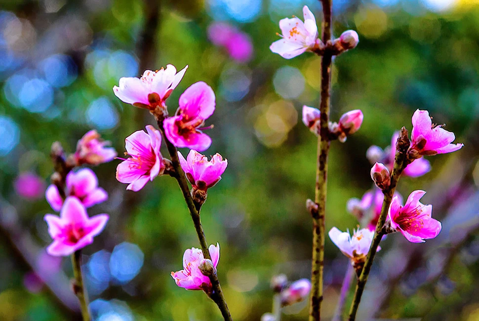 Fotografia macro de Ricardo Laf capturando flores de pessegueiro em tons de rosa vibrante, destacando os ramos e botões em foco contra um fundo verde e azul suave.