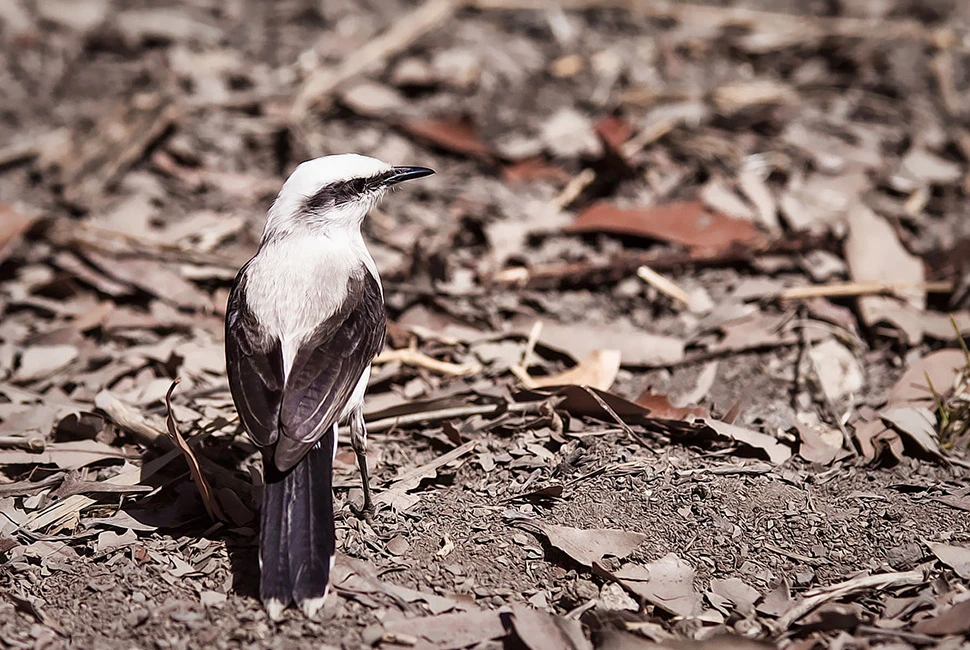 Fotografia de Ricardo Laf mostrando um pássaro Puxa-saco de plumagem preta e branca, pousado sobre o solo seco e pedregoso, capturado em detalhe lateral.