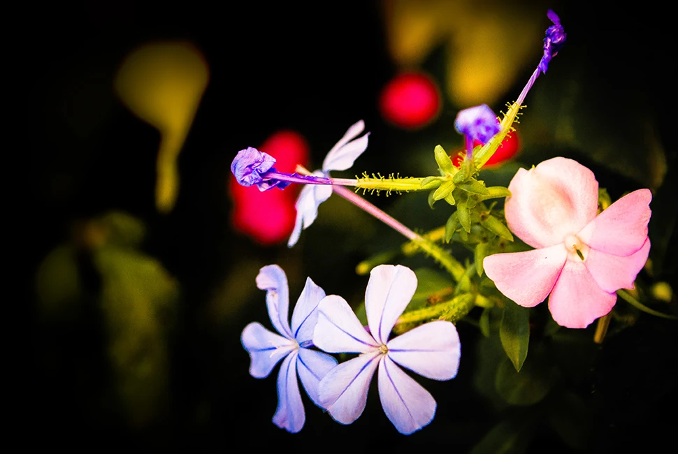 Fotografia de Ricardo Laf capturando flores de beijinho em tons de rosa e lilás, destacando as pétalas sobrepostas e o centro da flor contra um fundo escuro.