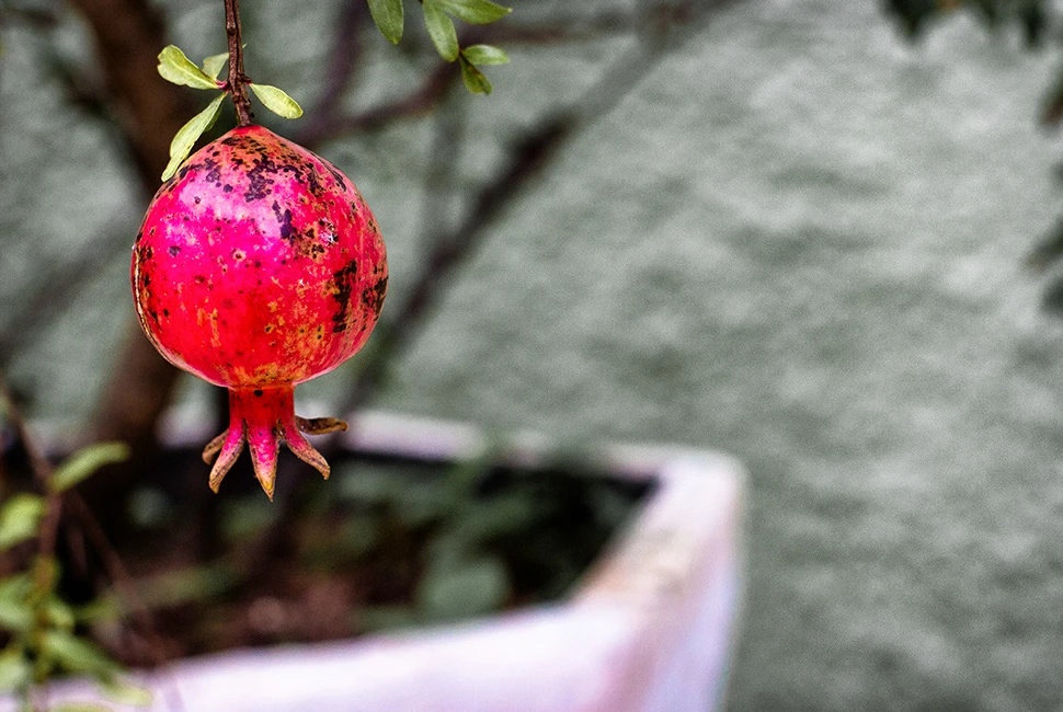 Close-up de uma mini romã madura com textura detalhada e tons avermelhados, em um ambiente natural, por Ricardo Laf.
