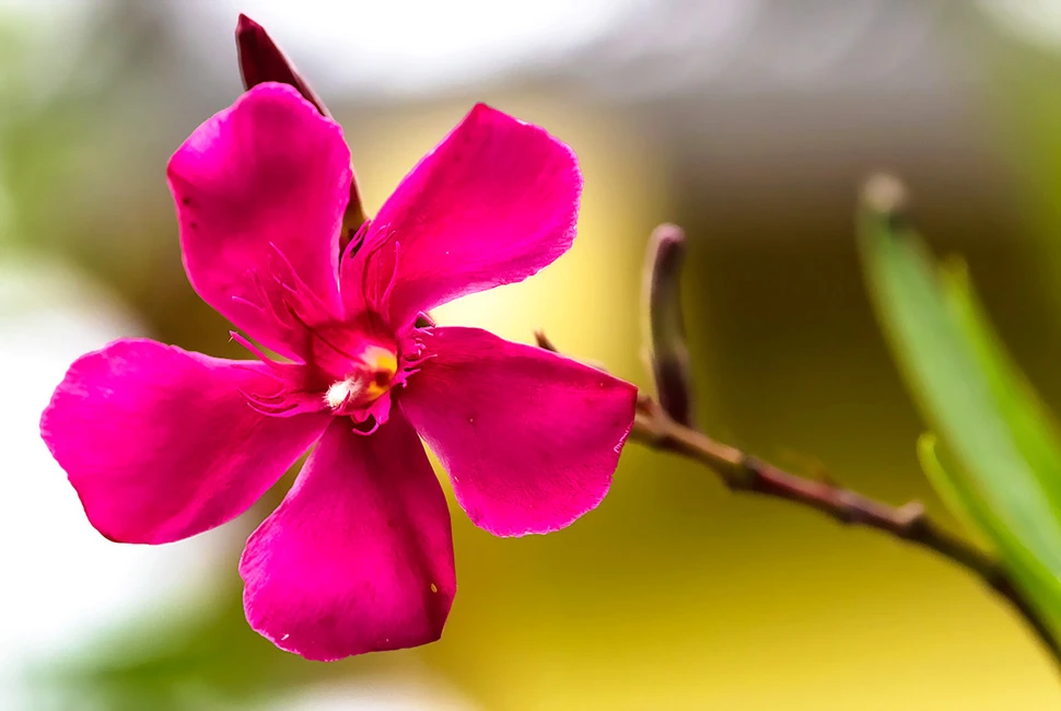 Macro de uma pequena flor magenta em foco, com fundo verde suavemente desfocado, por Ricardo Laf.