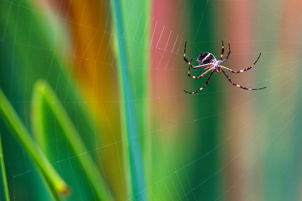 Macro de uma aranha em sua teia com fundo verde desfocado, destacando a precisão da natureza, por Ricardo Laf.