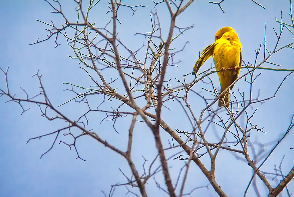 Fotografia de um pássaro canário amarelo pousado em galhos secos contra um céu azul limpo, autoria de Ricardo Laf.