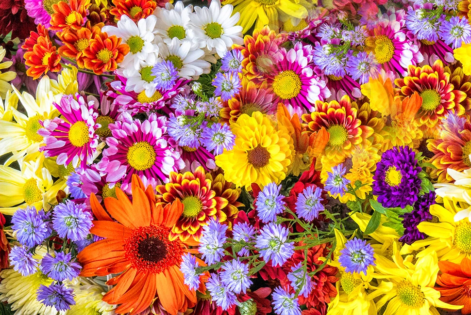 Fotografia de um arranjo vibrante com diversas flores coloridas em tons de amarelo, roxo e laranja, por Ricardo Laf.