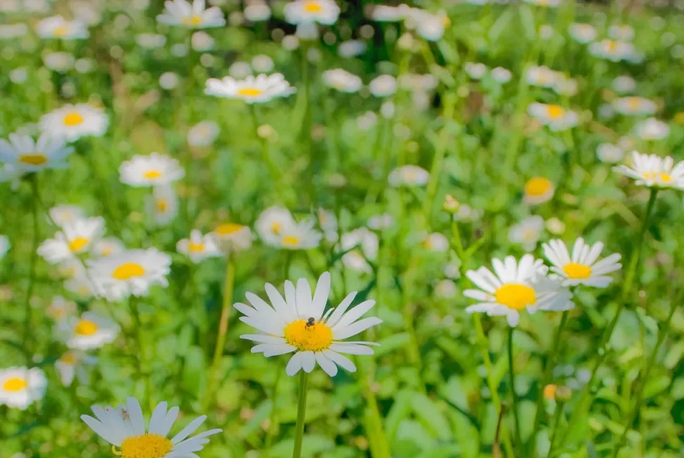 Registro de um campo de margaridas brancas, fotografado por Ricardo Laf.