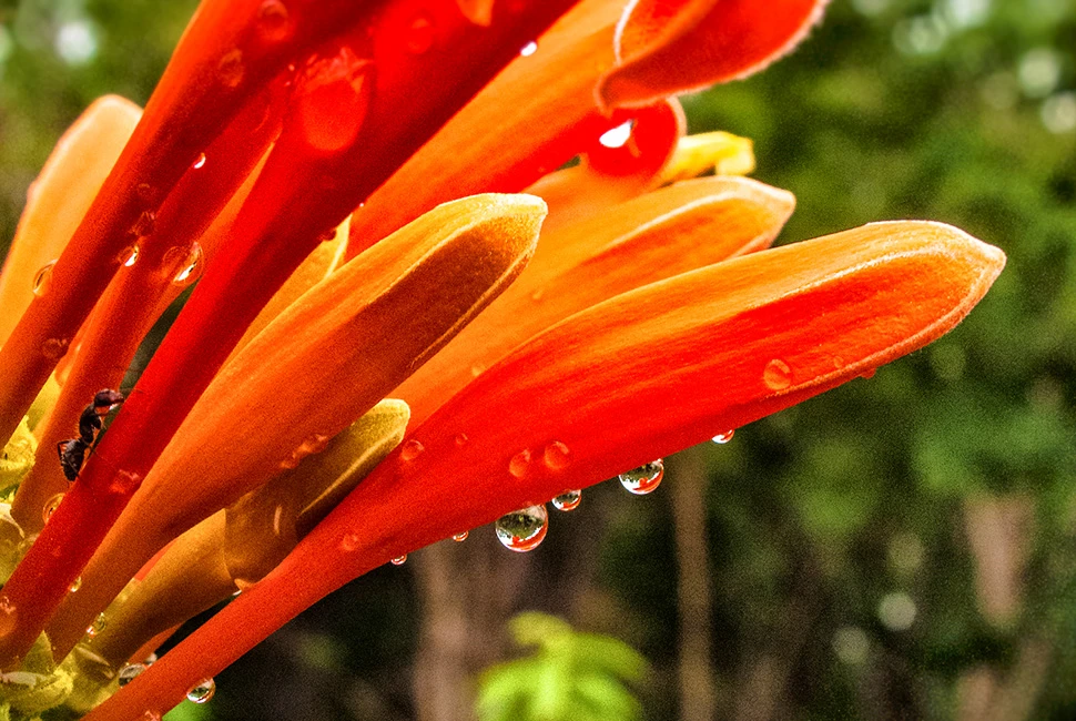 Fotografia macro de Ricardo Laf mostrando flores de Cyrtanthus em vermelho vibrante com gotas de água, e uma pequena formiga subindo a haste à esquerda, contra um fundo verde desfocado.