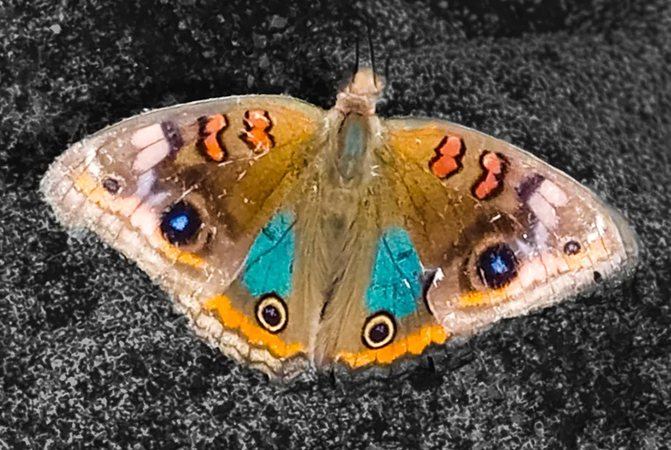 Fotografia macro colorida de Ricardo Laf mostrando em detalhes as asas abertas de uma borboleta olho-de-pavão-diurno, destacando os ocelos azulados e os padrões simétricos em tons de marrom e laranja.