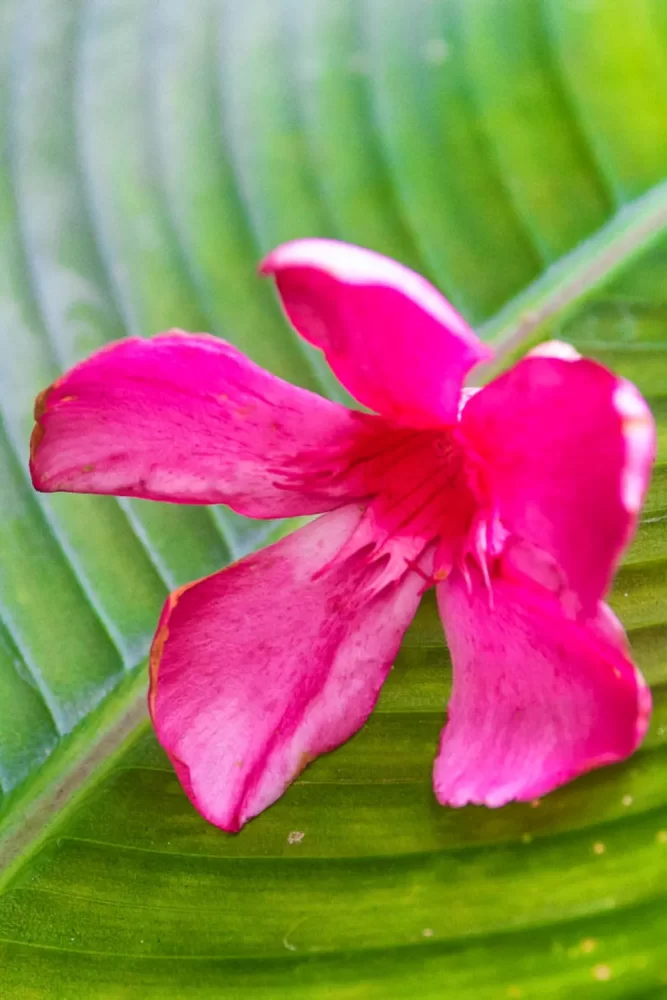 Detalhe de uma flor Espirradeira sobre folha de bananeira, fotografado por Ricardo Laf.