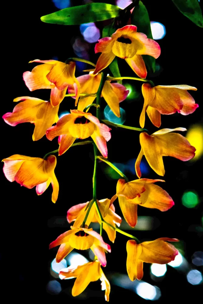 Detalhe de uma Orquídea Moscatel com fundo escuro, fotografada por Ricardo Laf.