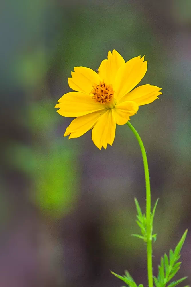 Detalhe de uma flor Cosmos-amarelo em plano fechado, fotografada por Ricardo Laf.