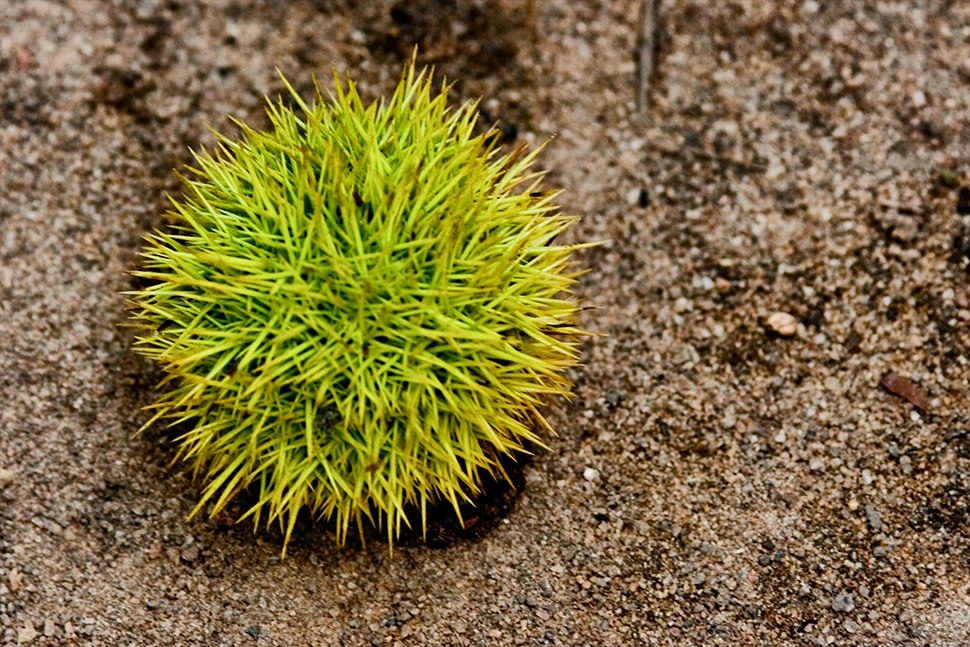 Close-up de uma noz macadâmia em sua casca verde espinhosa, destacando as texturas naturais e o foco seletivo, por Ricardo Laf.