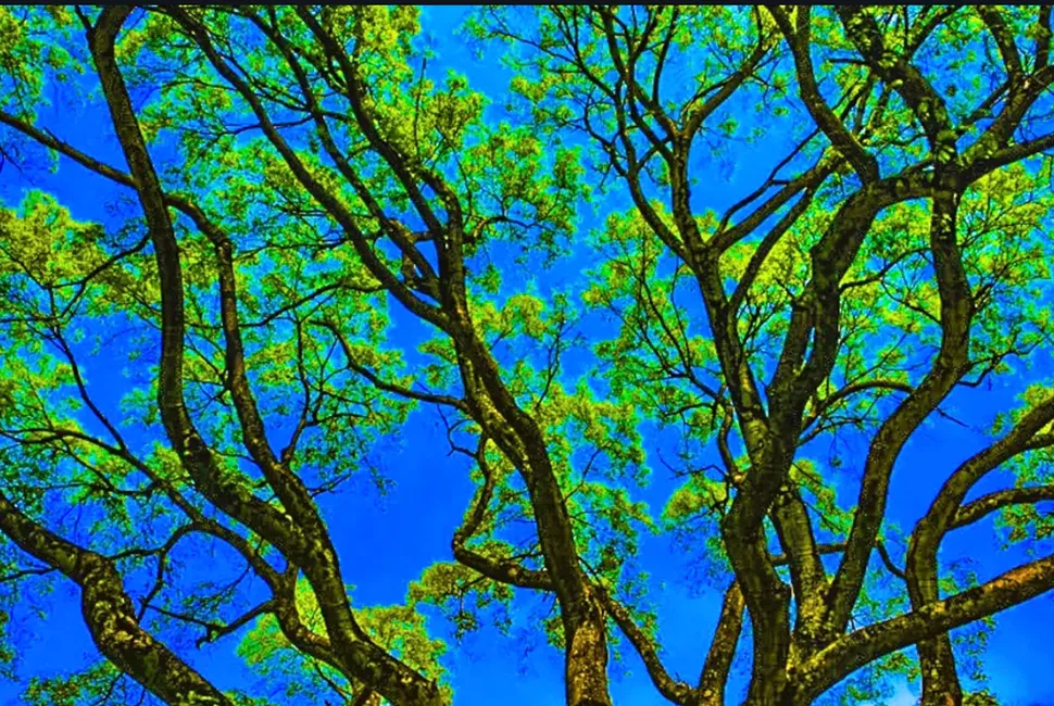 Fotografia de Ricardo Laf em ângulo baixo mostrando os galhos de uma árvore se espalhando e se entrelaçando contra um céu azul intenso e brilhante.