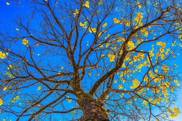 Copado de ipê-amarelo em plena floração contra o céu azul vibrante em Belo Horizonte.