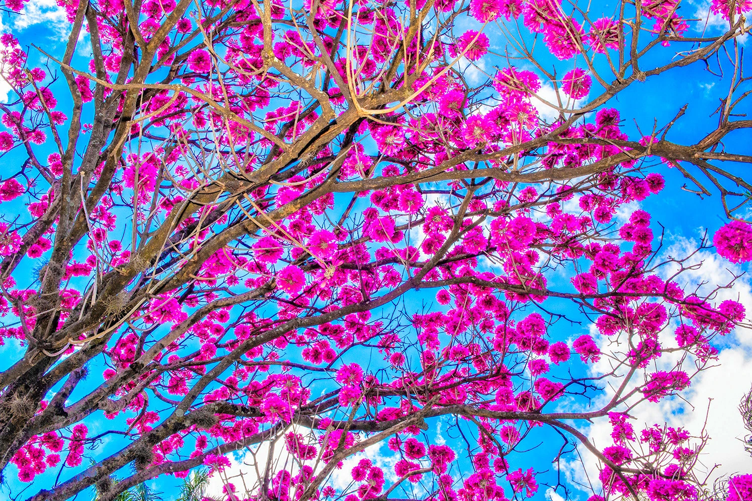 Galhos de ipê-roxo carregados de flores vibrantes contra o céu azul em Belo Horizonte.