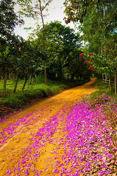 Estrada rural cercada por vegetação e flores rosas em tom vibrante no município de Lagoa Santa, Minas Gerais.