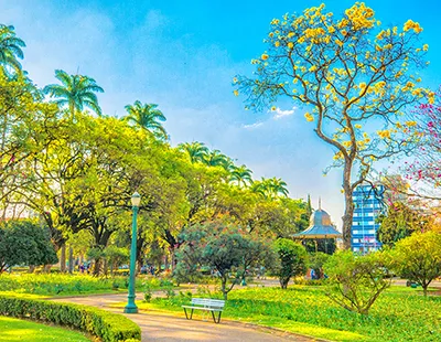 Árvores com copas verdes e palmeiras em um dia ensolarado na Praça da Liberdade em Belo Horizonte.