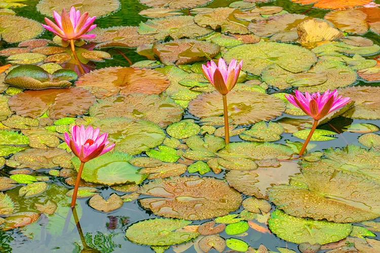 Flores de vitória-régia com pétalas rosadas e grandes folhas circulares flutuando sobre a superfície da água.