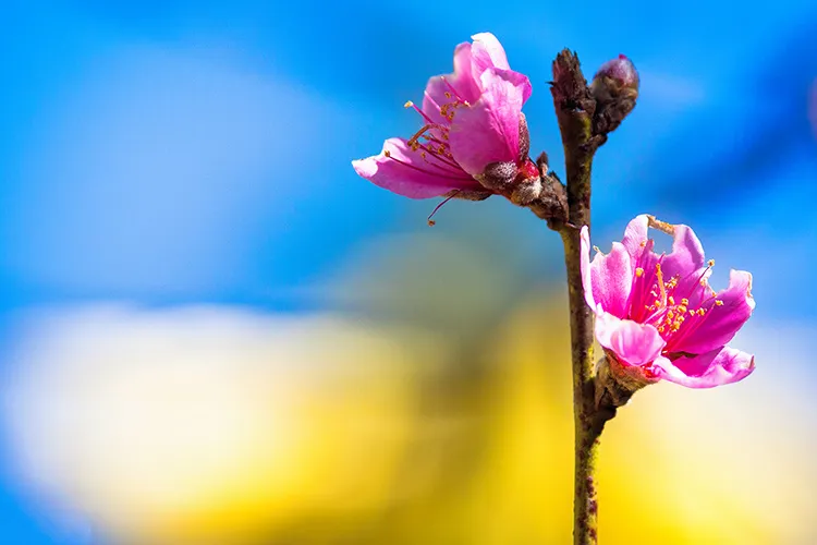 Close-up de uma flor de pessegueiro rosa vibrante desabrochando em um galho contra o céu azul.