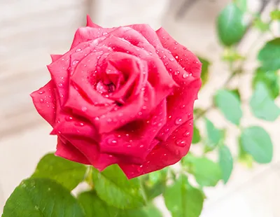 Close-up em tom vibrante de uma rosa vermelha desabrochada com detalhes das pétalas em destaque sobre fundo verde desfocado.