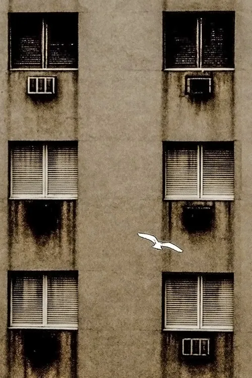 Fotografia em tom sépia de uma ave em voo no espaço urbano contra a fachada geométrica de um prédio residencial.